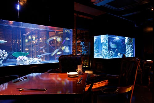 恵比寿 熱帯魚を見れるテーブル席 Aoyuzu アクアリウムシート スペースマーケット 恵比寿 熱帯魚を見れるテーブル席 Aoyuzu アクアリウムシート スペースマーケット