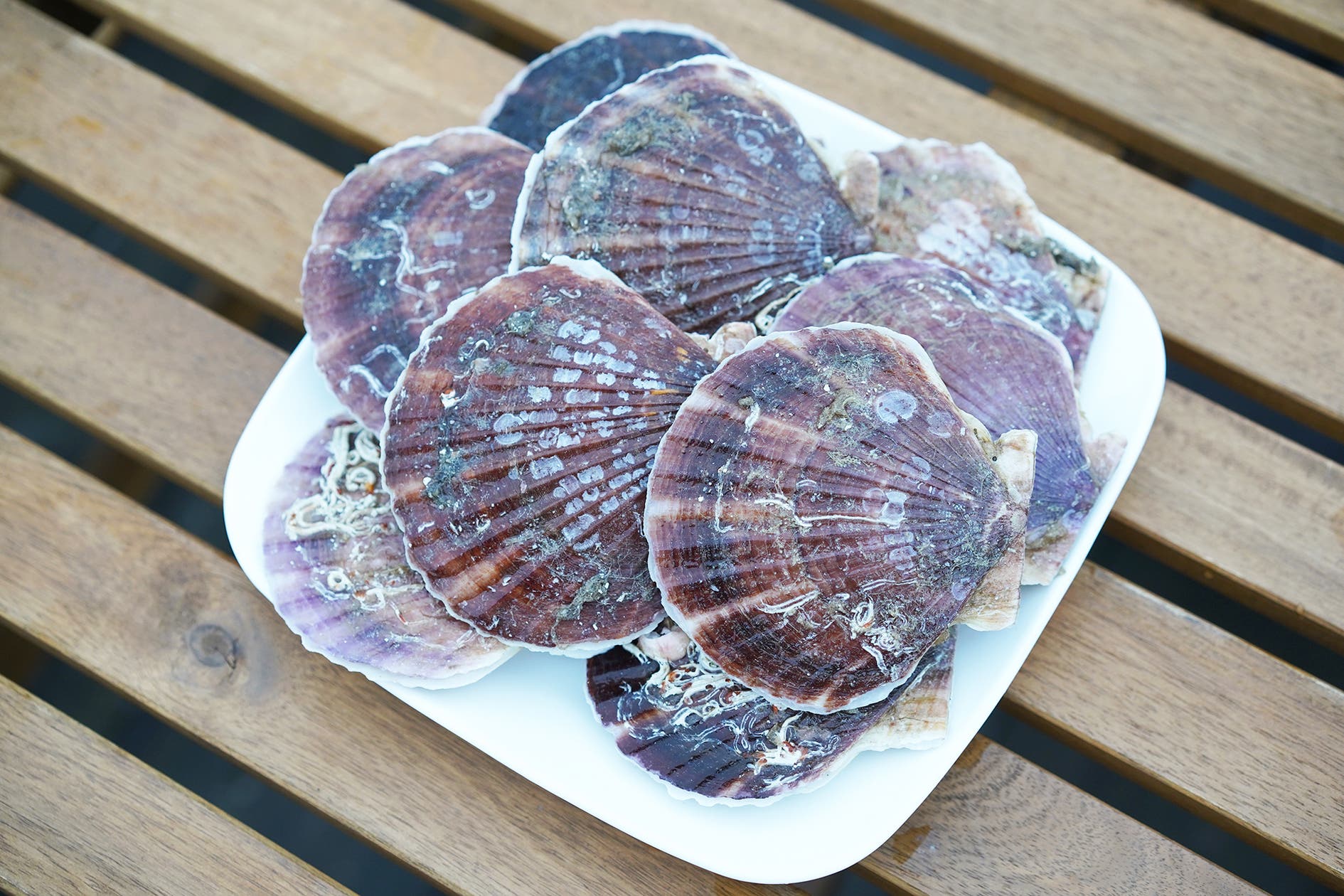 海鮮セット/ Seafood setの画像4