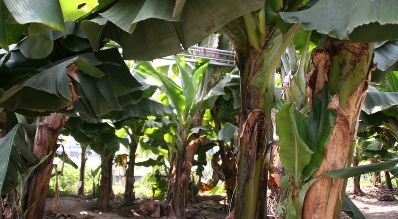 150本のバナナや熱帯果樹が成るジャングル 稲沢バナナ園 の評価とレビュー スペースマーケット 150本のバナナや熱帯果樹が成るジャングル 稲沢バナナ園 の評価とレビュー スペースマーケット