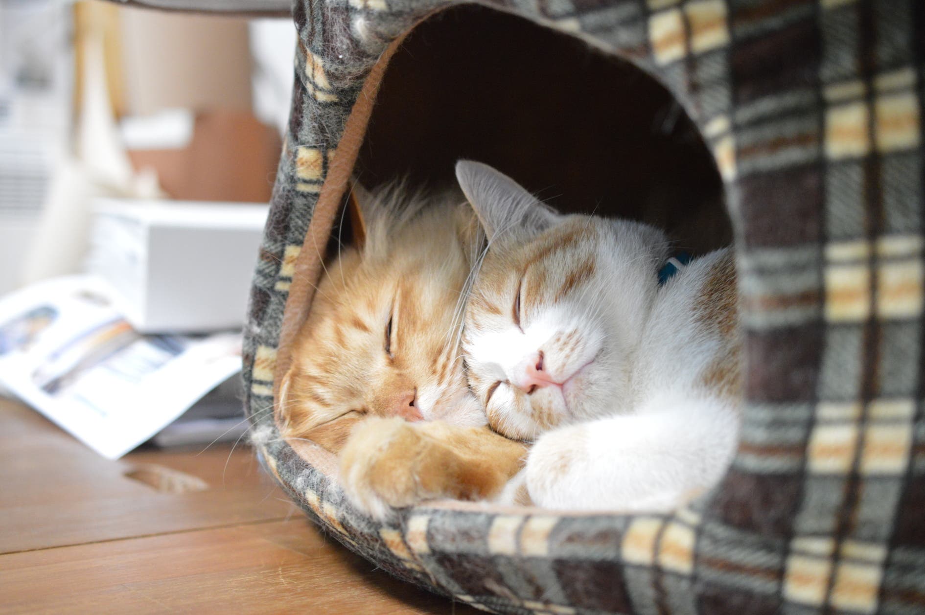 京セラドーム徒歩約３分 着替え クローク パーティ 料理 手芸 ボードゲーム 撮影 猫 猫のいるデザインスタジオの空き