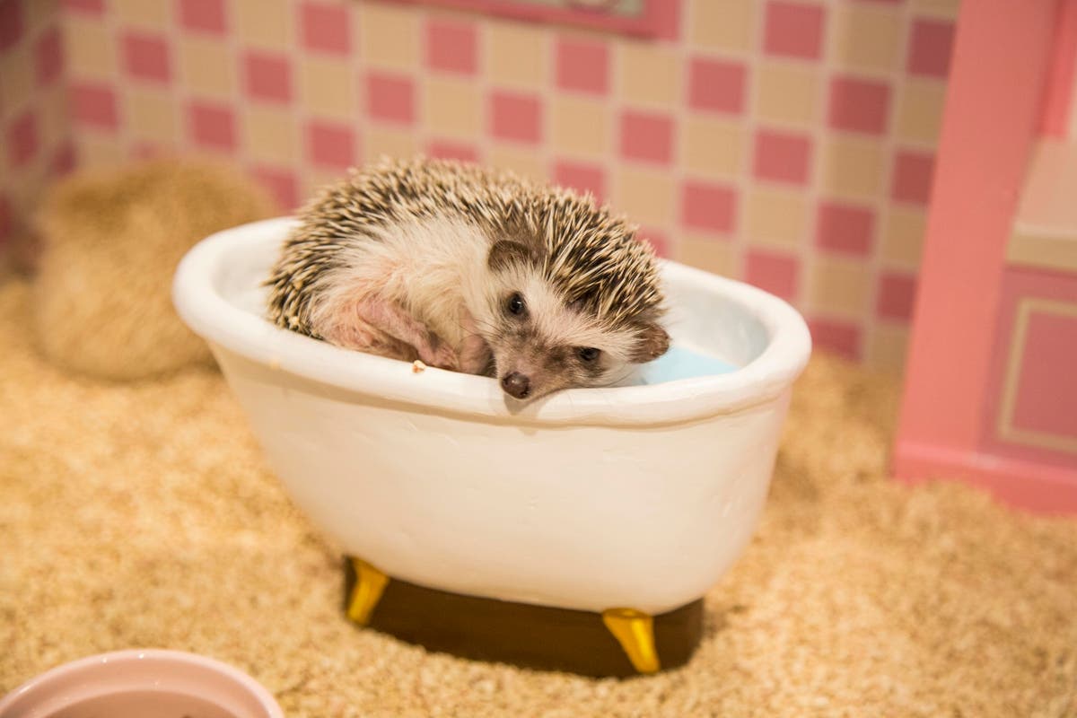 ハリネズミのかわいさ ドールハウスの世界観に癒されるカフェを貸切 スペースマーケット