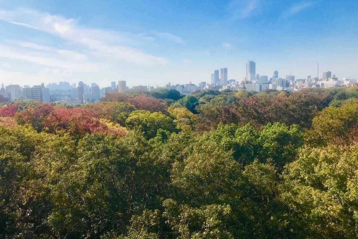 都内屈指の絶景ルーフトップ 六義園の森に浮かぶ高層ビル街が一望できます スペースマーケット 都内屈指の絶景ルーフトップ 六義園の森に浮かぶ高層ビル街が一望できます スペースマーケット