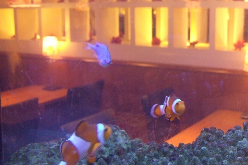 三宮 可愛い海水魚の水槽を眺めながらパーティはいかが Cafe Btt 8名テーブル席貸切 スペースマーケット