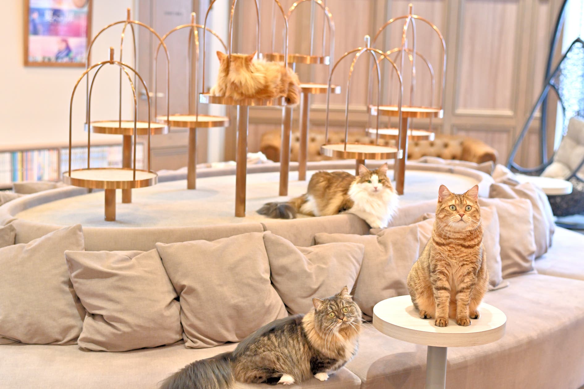 猫カフェMOCHA にゃんずトレカ　モカラウンジ渋谷公園通り店 猫カフェMOCHAラウンジ 渋谷公園通り店（渋谷駅から徒歩5分