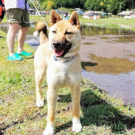 19年熊野大花火大会期間限定 イベント民泊特別掲載 12畳和室 スペースマーケット 19年熊野大花火大会期間限定 イベント民泊特別掲載 12畳和室 スペースマーケット